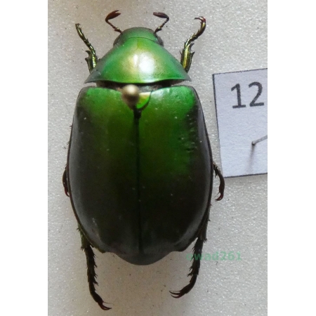Anomala grandis (Hope, 1840) Thailand12